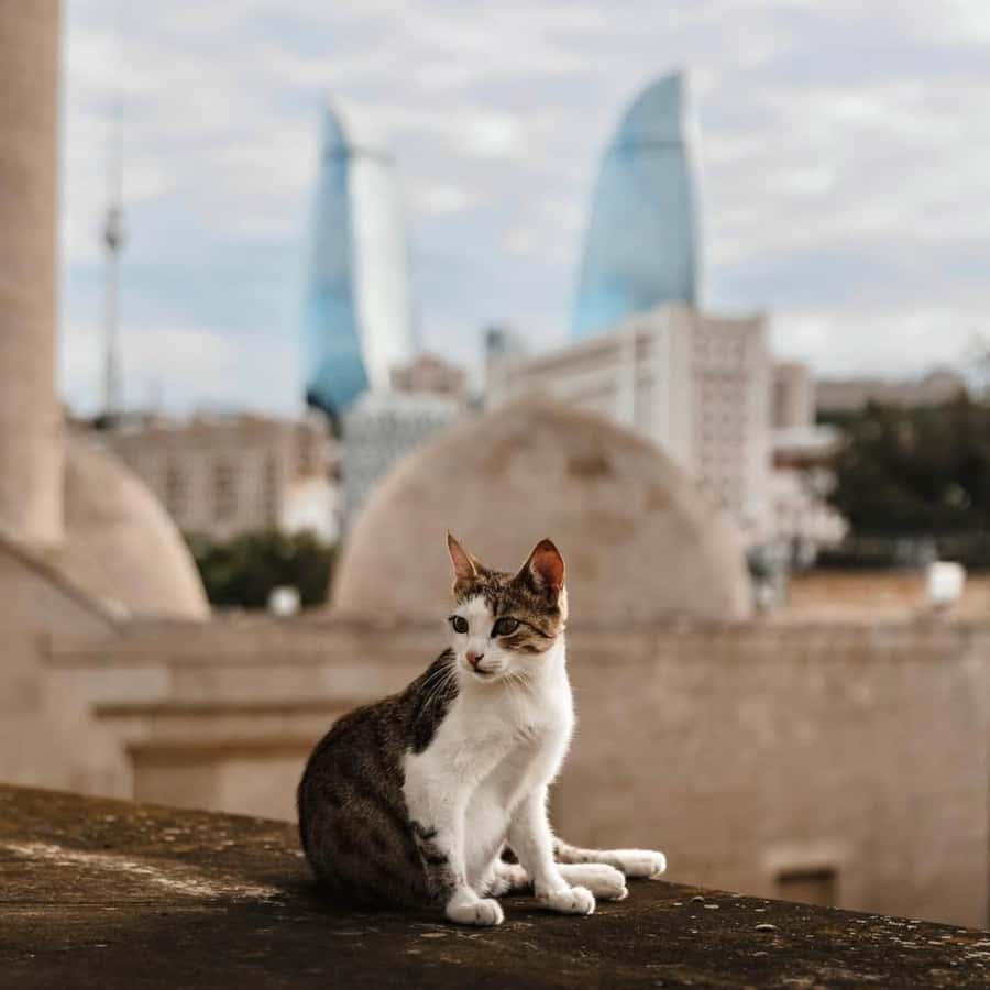 Baku City Tour: Explore the Heart of Azerbaijan - Little Venice and the boat ride question