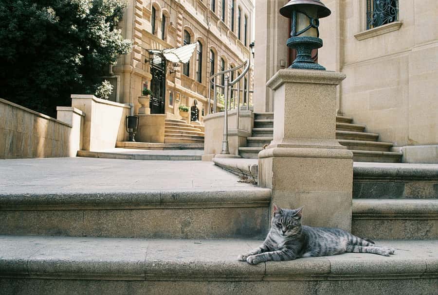Baku Old City Wonders: A Walking Tour Through Time - What Magsud Adds to the Walk