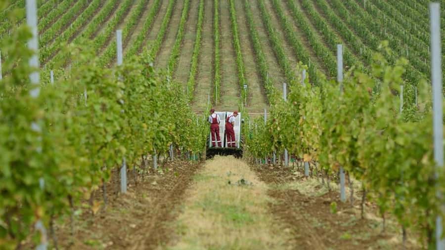 Baku: Organic Winery Tour in Shamakhi with Local Lunch - From Baku to Shamakhi by countryside road