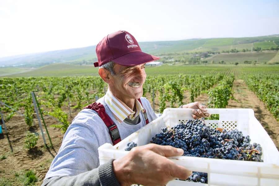 Baku: Organic Winery Tour in Shamakhi with Local Lunch - Local lunch after the winery visit