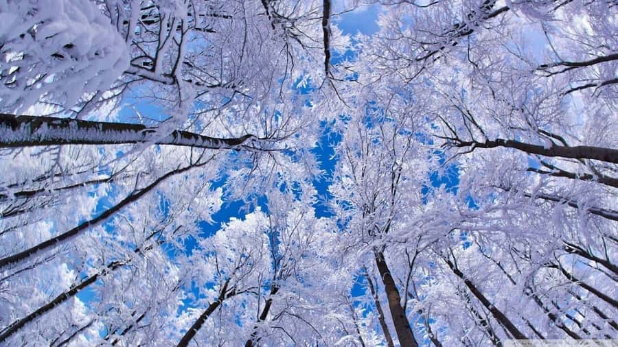 From Baku: Candy Mountains and Shahdag Tour - Gachrash Forest gives the middle of the day some breathing room