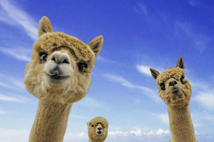 From Baku: Shamakhi City and Alpaca Farm Tour - Shamakhi and the Diribaba Mausoleum