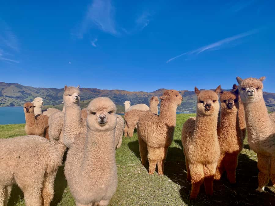 From Baku: Shamakhi City and Alpaca Farm Tour - Food, extra stops, and what to budget