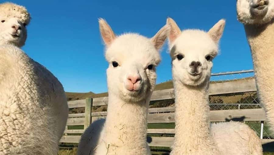 From Baku: Shamakhi City and Alpaca Farm Tour - Who will enjoy this day most