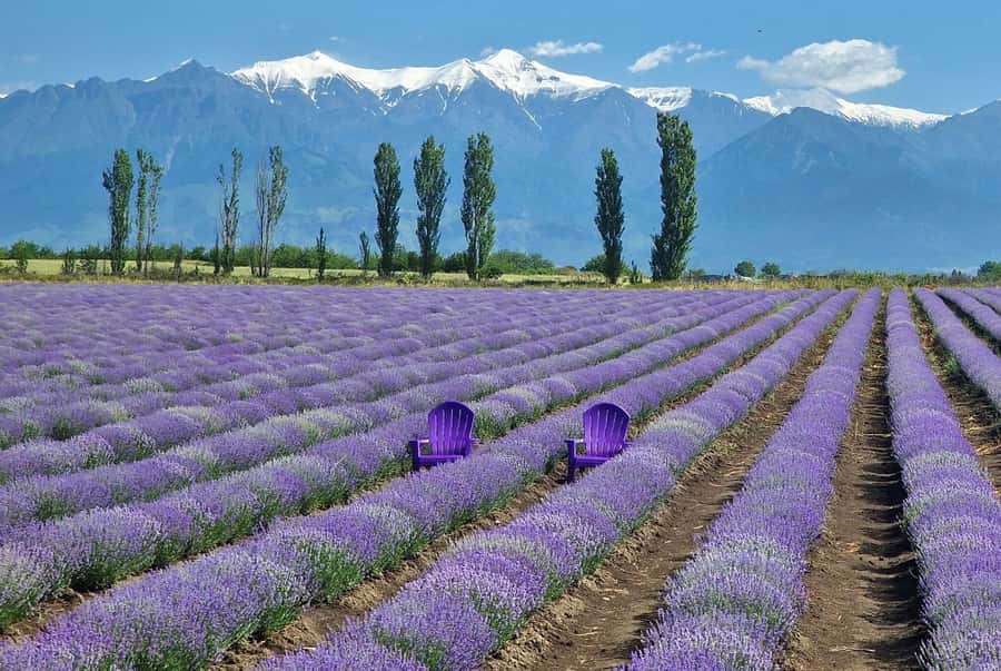 Gabala & Lavender Fields Group Guided tour - Key points before you book