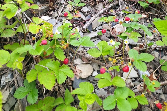 Horseback Riding in Azerbaijan - The forest picnic and mountain herb tea
