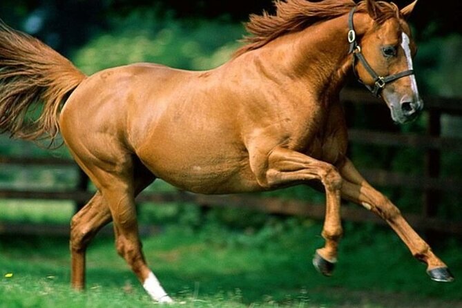Private Full Day Baku Adventure Tour - Stop 1: horses, views, and Bina’s open setting