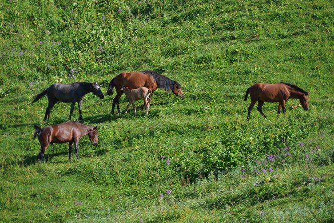 Relaxable and Knowledgeable 9 days Tour in Azerbaijan - Key points to know before booking