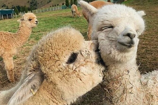 Shamakhi Alpaca Private Tour - Meeting alpacas in Meysari Village