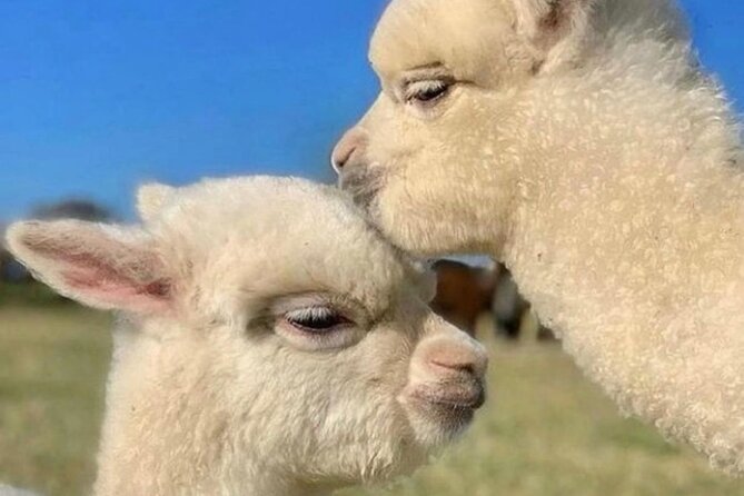 Shamakhi Alpaca Private Tour - The strongest points of the experience