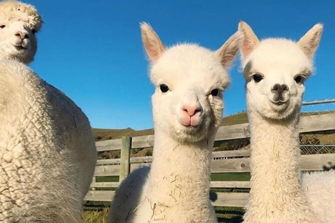 Shamakhi Alpaca Private Tour - Who should book this tour?
