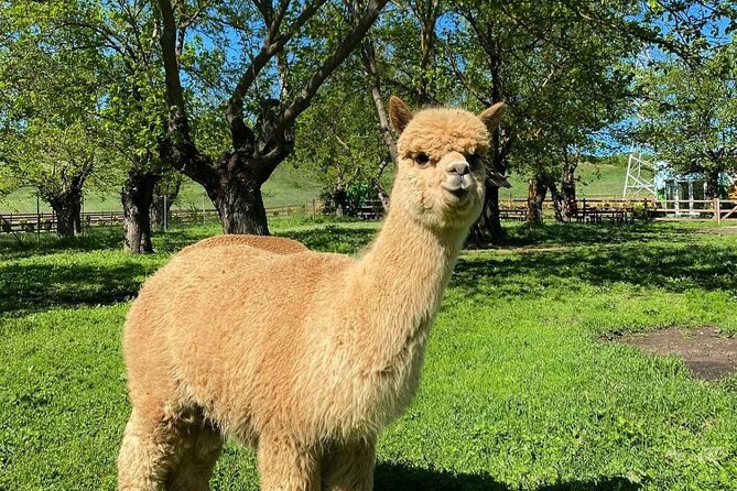 Shamakhi Alpaca Private Tour - Why private transport matters on this route