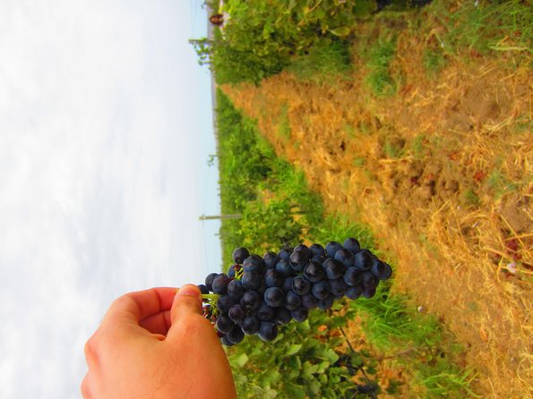 Wine Tour Baku - Six to eight Azerbaijani wines at the table