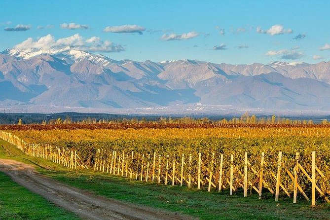 Wine Tour Qabala with Local Lunch - Four tastings at Savalan ASPI Winery